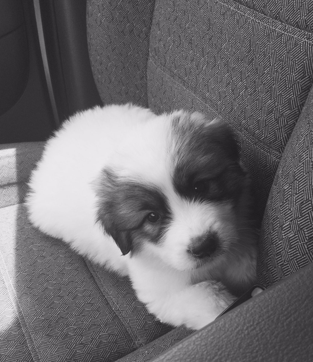 Zekryn_Kay's tweet photo. So we got a puppy, Great Pyrenees, Harley. https://t.co/Nag0aV9KoJ