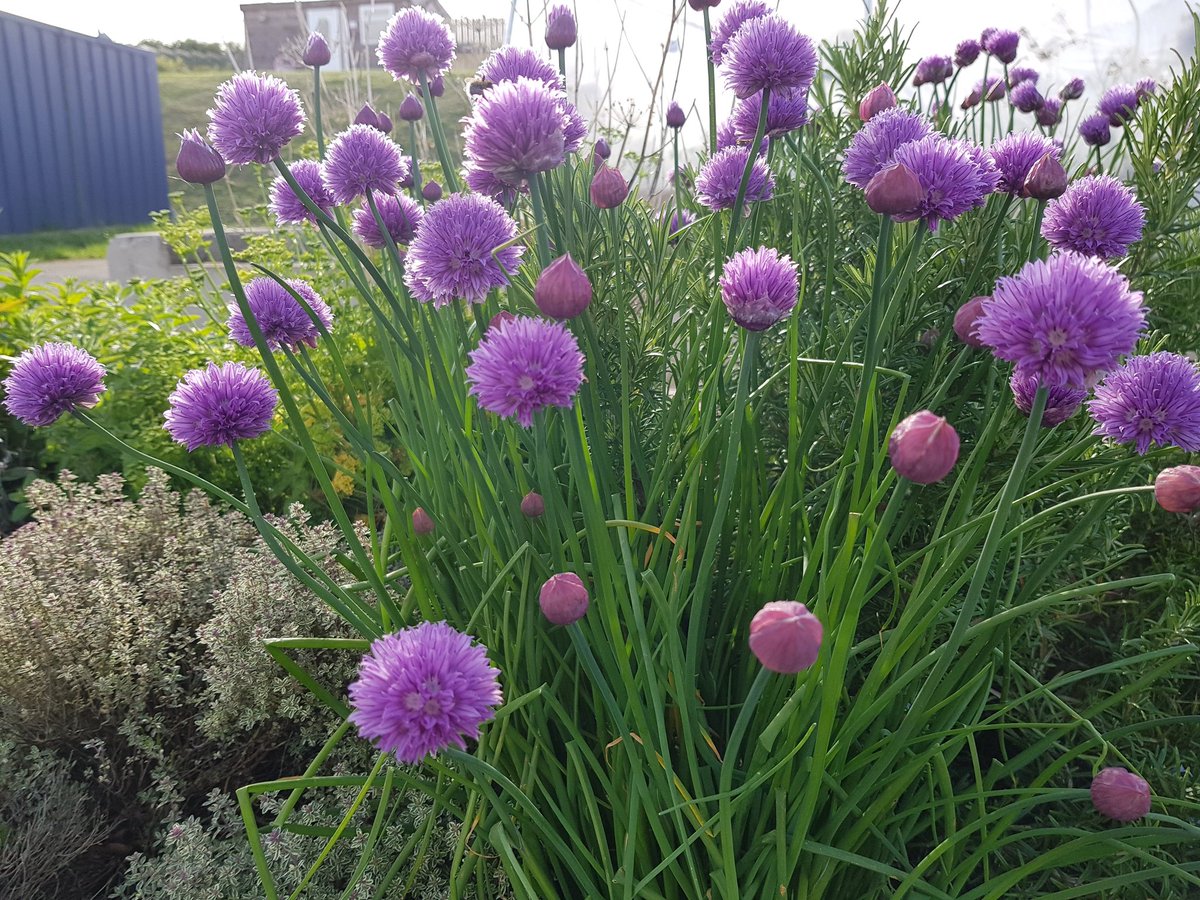 TriaxNMT's tweet photo. Perfect place to relax on beautiful sunny days. Ballymagowan Allotments and Urban Park https://t.co/8Pda0eNJub