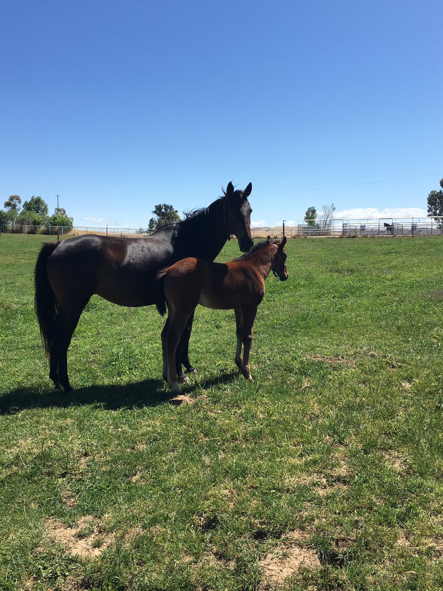 LindzBoutwell's tweet photo. Sixy Excess o/o #DevilHisDue full sister Sixy Devil, is enjoying life in CA as a broodmare. There's certainly a strong family resemblance! https://t.co/29ibGxc6Zt