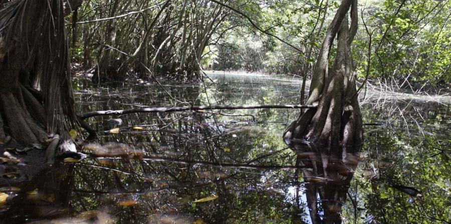 sistematv's tweet photo. Aunque es una de las reservas naturales más pequeñas de #PR alberga ecosistemas únicos en toda isla #PuntaTuna #AventuraCientífica /7:30PM https://t.co/gEOMZLaAYR