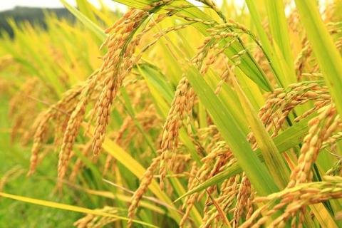 BIOTECH_SI's tweet photo. La precisa edición genética de las plantas https://t.co/9cc7TAljnk https://t.co/tOVSiGqN2f