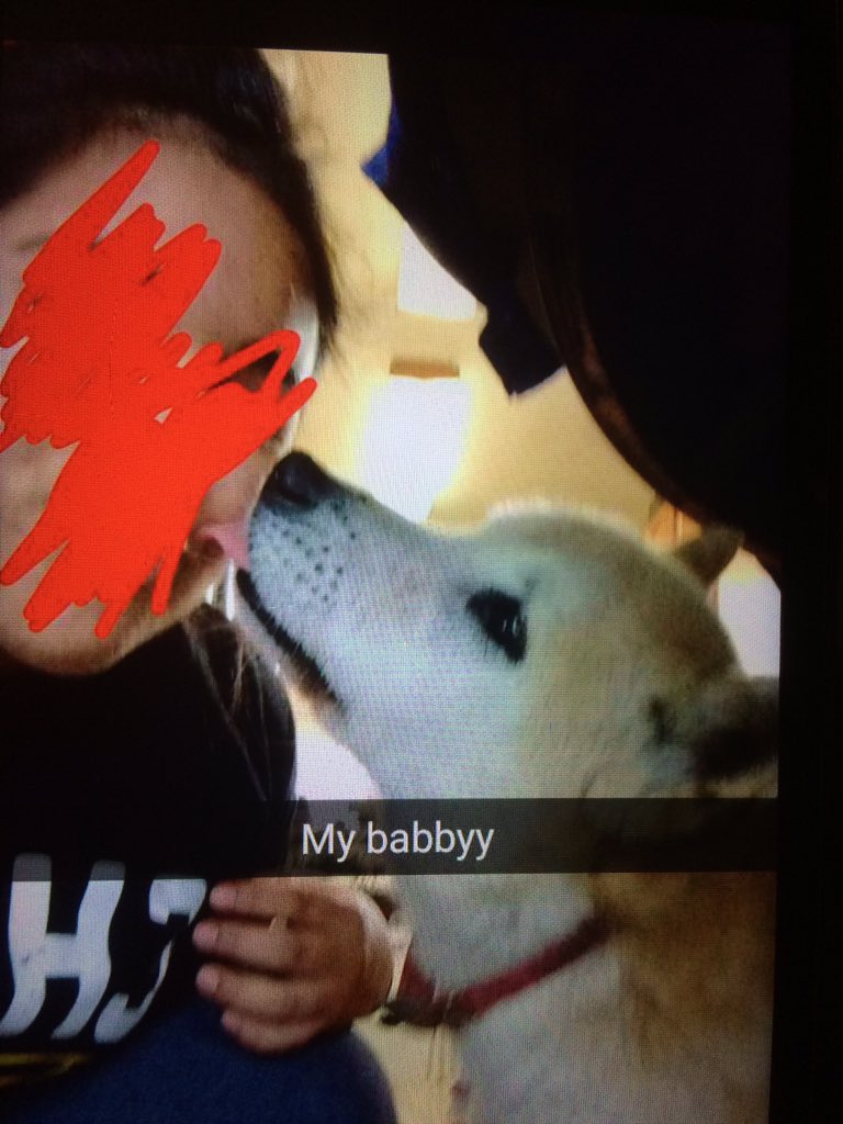 _cassst's tweet photo. You're such a great dog. Thank you for 17 years of happiness. Now rest my love😞 rip juls forever love you! 2000-2017 https://t.co/4tLAAc9Pya