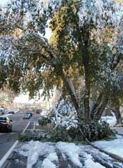 ALCC Tip of the week: UNDO POST STORM PLANT TRAUMA

buff.ly/2qvW4M8