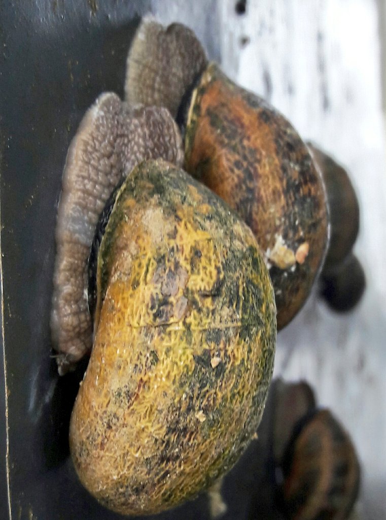 darraghmccullou's tweet photo. Also did a bit of chomping on these guys today - marinated snails from FOTY finalists @SEscargots #proteinbombs #delish https://t.co/g6FbUYjGpb