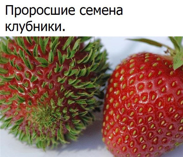 Невероятно, но Факт! (@best_fact) on Twitter photo 