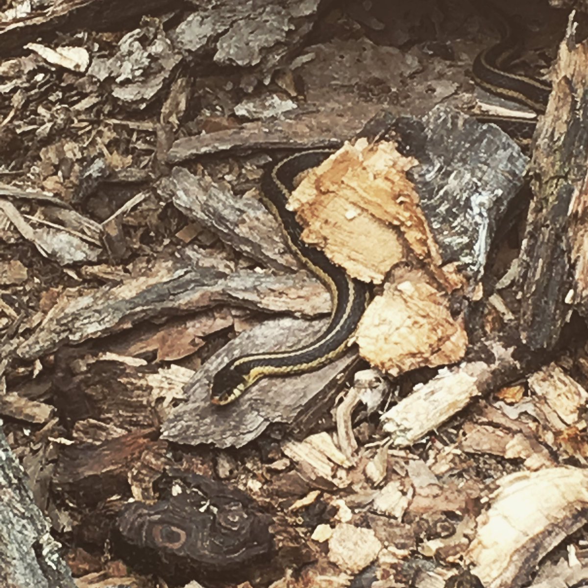 AshleyJHerr's tweet photo. That sound you heard throughout Cook County was me screaming like a little girl! 🐍 #afraidofsnakes #snake #notashamed #stillscared https://t.co/3db1WjeWGo