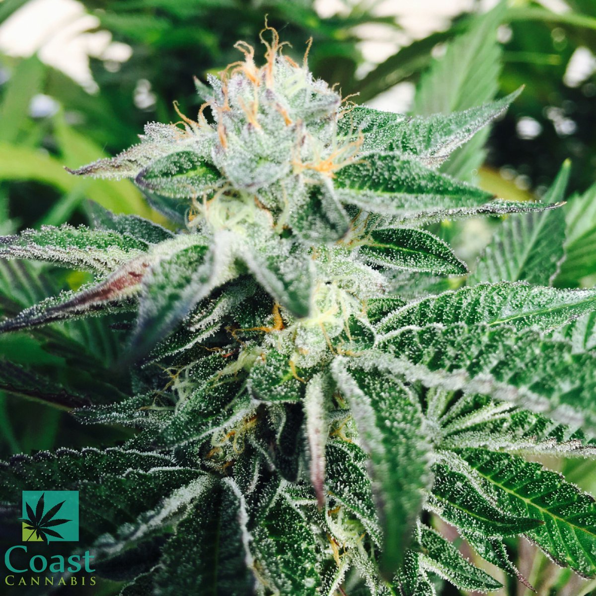 CoastCannaFarms's tweet photo. We love our buds frosty! Do you? #coastcannabis #weed #frosty https://t.co/ZcY6wZhOiR