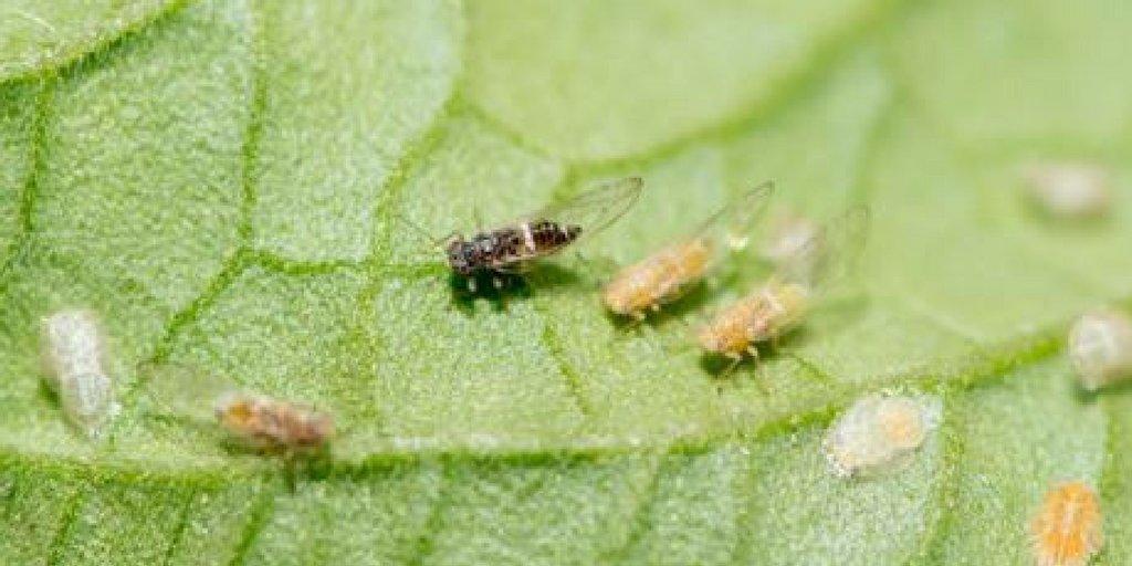 Keep updated on the tomato potato psyllid. We recommend DAFWA factsheet ht.ly/PwR530bRgjH & PestID Tool pestid.com.au