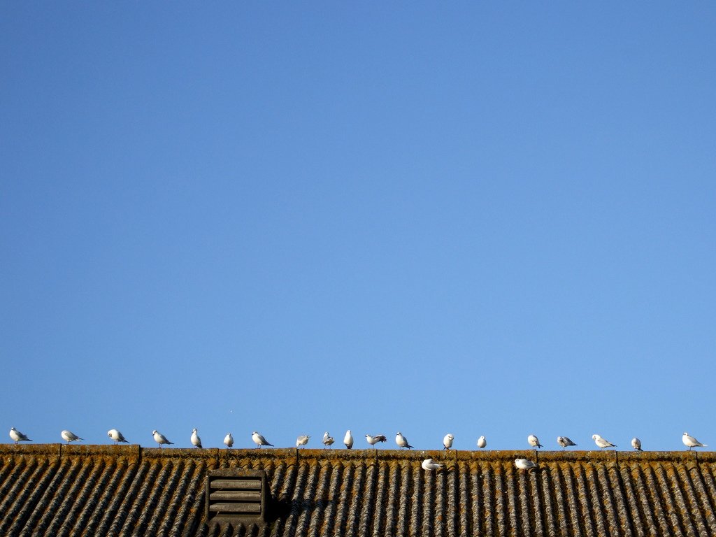How to get rid of birds on your roof. ow.ly/cy1O30bQnU1