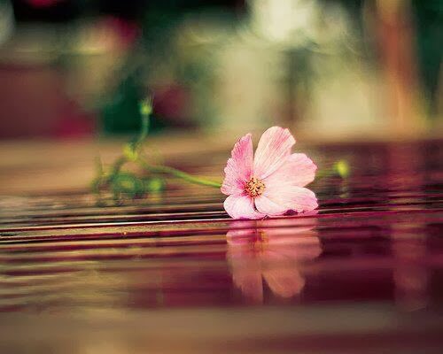 90000b's tweet photo. كُن قوياً لأجلك، 
فالحياة تُهلك الضعيف دائماً🌺🍃
:
#صمتي_جوابي࿐ https://t.co/PBCvOJCk4a