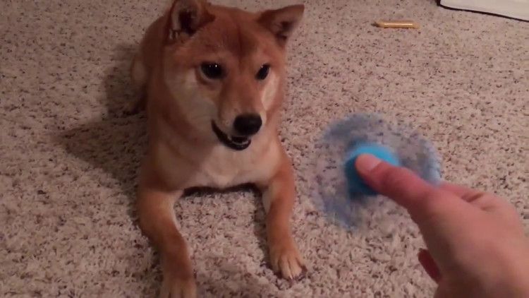 LaughingSquid's tweet photo. A Perplexed Shiba Inu Dog Repeatedly Vocalizes Objections to Her Human's Fidget Spinner https://t.co/4pMujdcqFe https://t.co/eVVIACLq9b