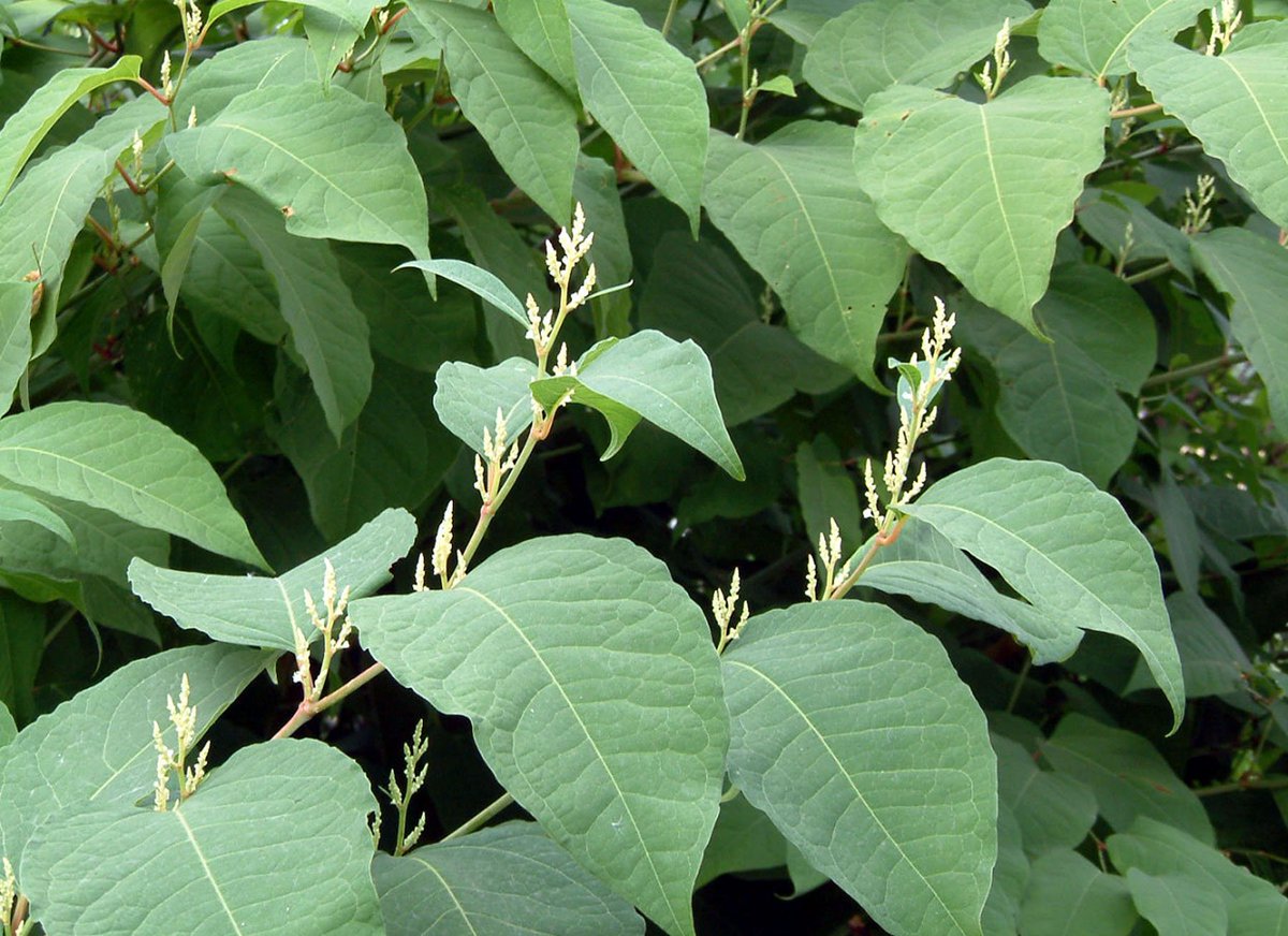 burnabyparksrec's tweet photo. In #Burnaby, Japanese Knotweed threatens local biodiversity &amp; disrupts the food chain. Learn about this #BCinvasive: https://t.co/hC7hkcgGgl https://t.co/U7bY1cVBnw