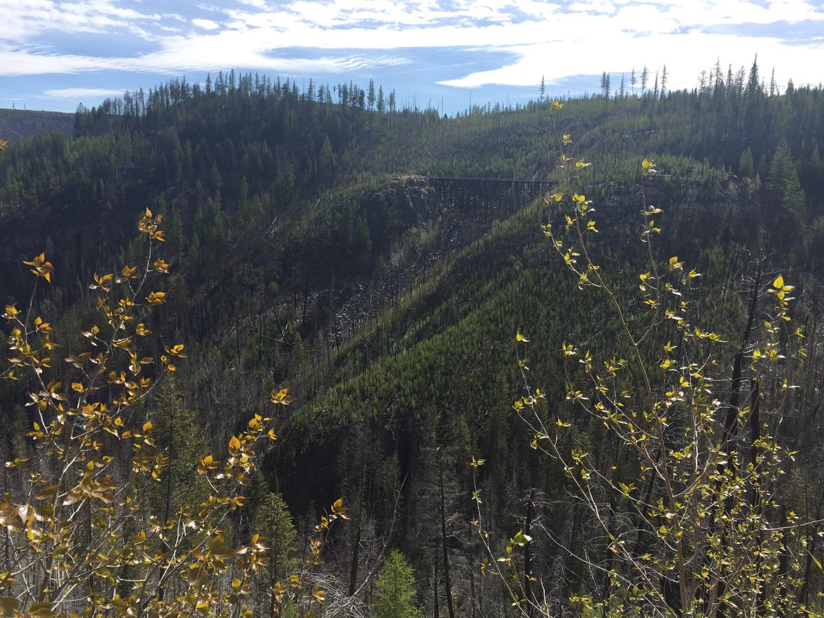 DebbielYule's tweet photo. .@MyraTrestles Myra Canyon #KettleValleyTrail #ExploreKelowna @Tourism_Kelowna #ExploreBC https://t.co/NbzZPY3fCo