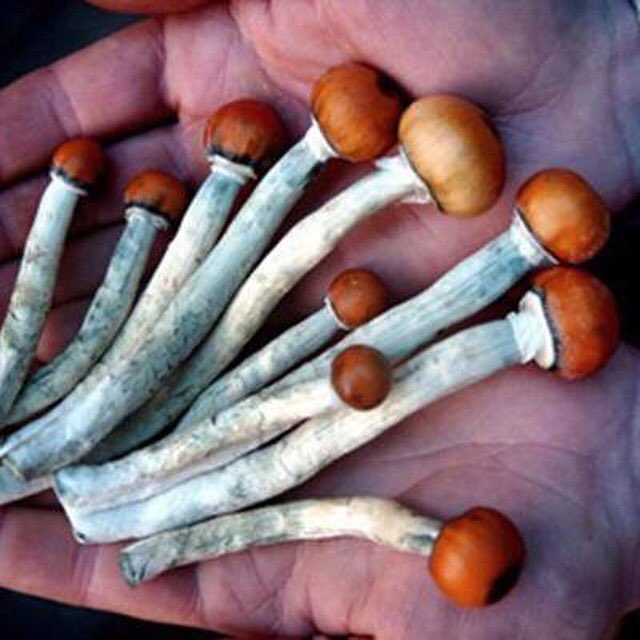 scrtagnt420's tweet photo. @_jena4n @Hippie_of_Love @Mikethestoner_1 @courtneyg420 @frankjuanaVSA @AyeItsDick @carnicomh @surfinchef61 @TMuehr @thornedbeauty @hellcat42044  https://t.co/djanPDOgEX