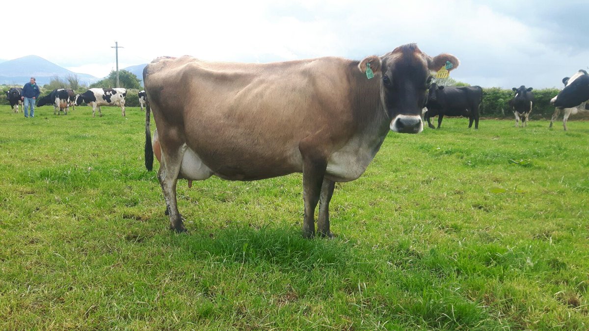 Forge_Genetics's tweet image. Dam of Shine Limerick.  One proud Mama 🎖