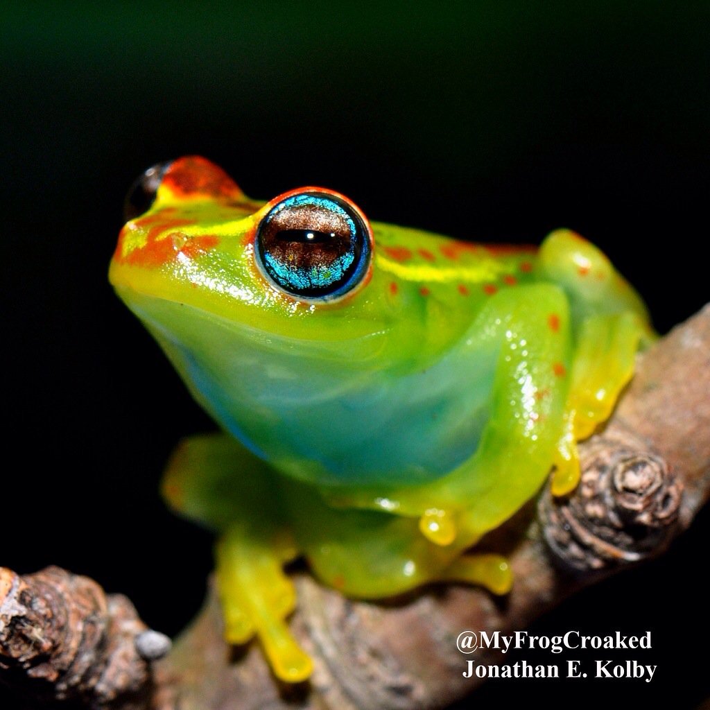 HondurasARCC's tweet photo. #Frogs are amazing #animals that need our protection #IBD2017 #internationalBiodiversityday https://t.co/lYD4kMaEva https://t.co/e3BQpv9elS