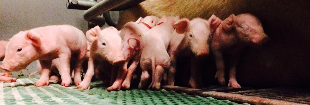 klaassenpigs1's tweet photo. #rondjestal .....de eerste #biggen van de nieuwe #beer #db77 zijn geboren .....lijkt super ....kon ook alleen maar beter worden https://t.co/dYvWXOG7sA