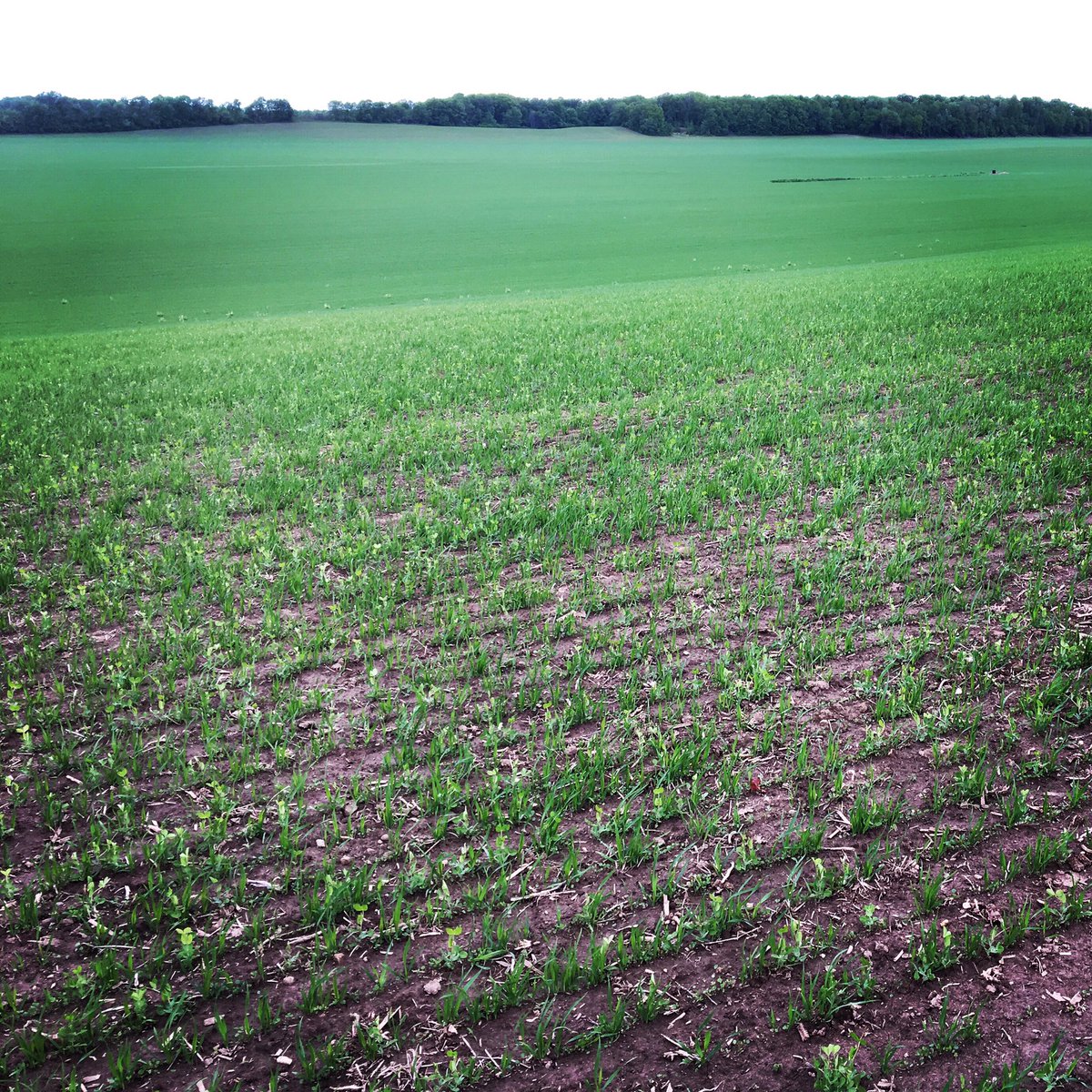 JeffCoFTD2019's tweet photo. We love watching this field grow! #progress #FTD2019 #WalterGrainFarm https://t.co/VwihJ6amQO