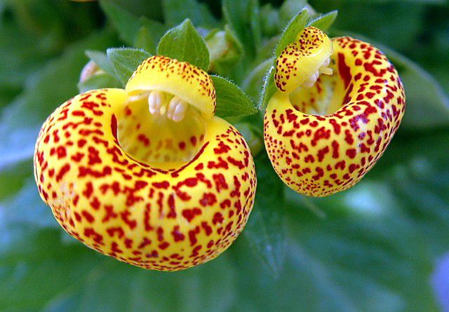 メリアルーム Pa Twitter 今日の花 5月23日の誕生日花は カルセオラリア 花言葉は 援助 この日生まれの人は明るく嘘のない性格 友人とも本音の付合いをするので 友情が深まります 恋愛も陽気な関係が多いでしょう 5月23日 誕生花 花占い 花言葉 メリア