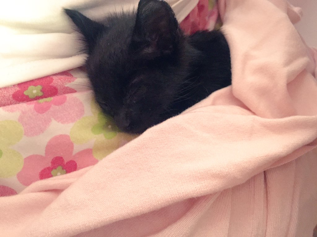 CotilleoSev's tweet photo. Por favor DIFUSIÓN!!! GATITA BEBÉ DE UN MES RESCATADA DE LA CALLE BUSCA ALGUIEN QUE LA QUIERA Y LA CUIDE. SU HERMANO FALLECIÓ Y SOLO QUEDA + https://t.co/OHdPZ4UDKc