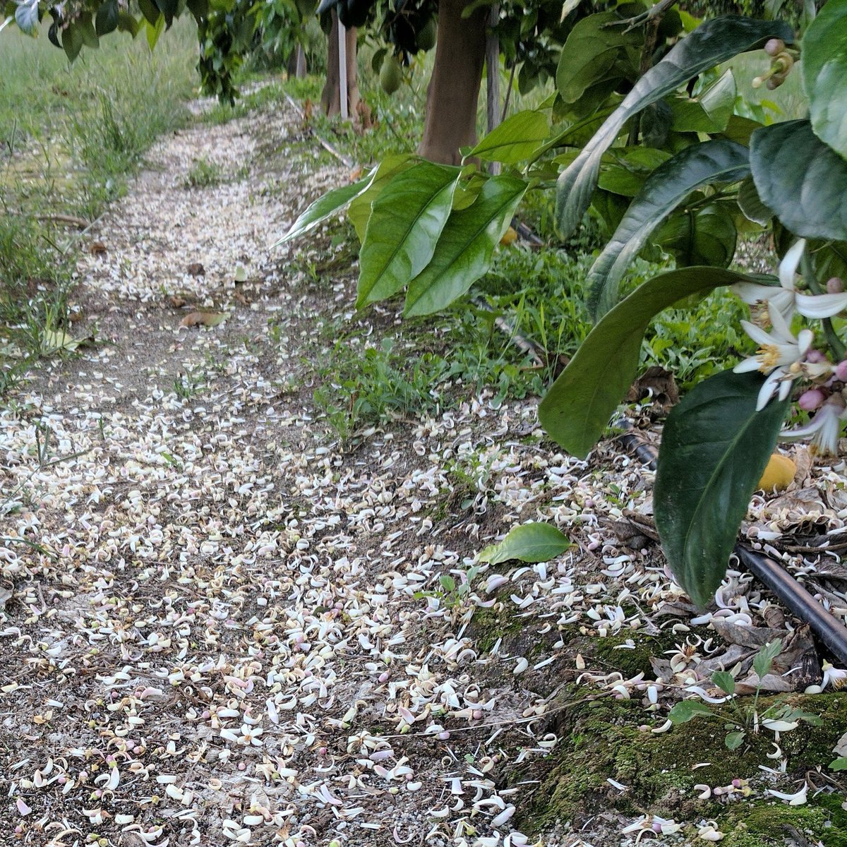 Kathsten's tweet photo. #Seedless #Lemon #petalfall in May - amazing @Stensgroup https://t.co/CxM8LGgaNv