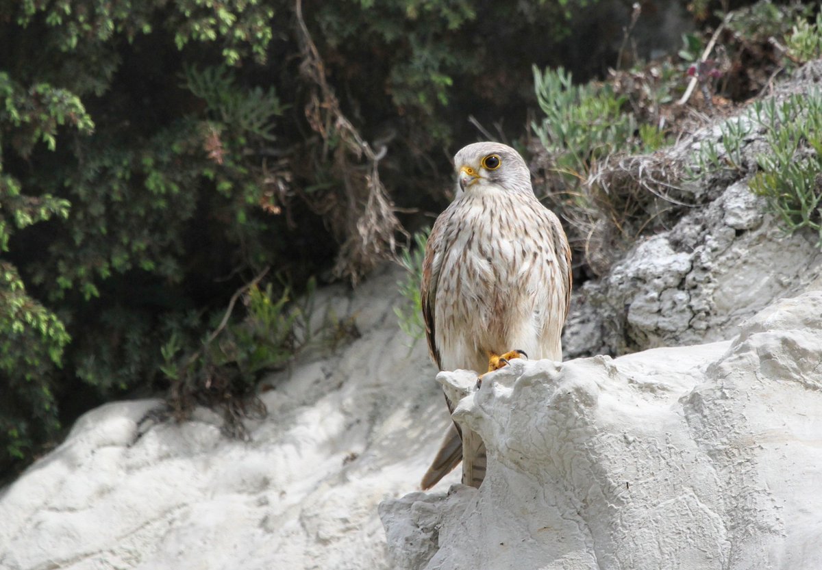 SamphireHoe1997's tweet image. #samphirehoe  kestrel, juniper &amp;amp; rock samphire all on the chalk cliff @WCCPnews @VisitDover @UpontheDowns