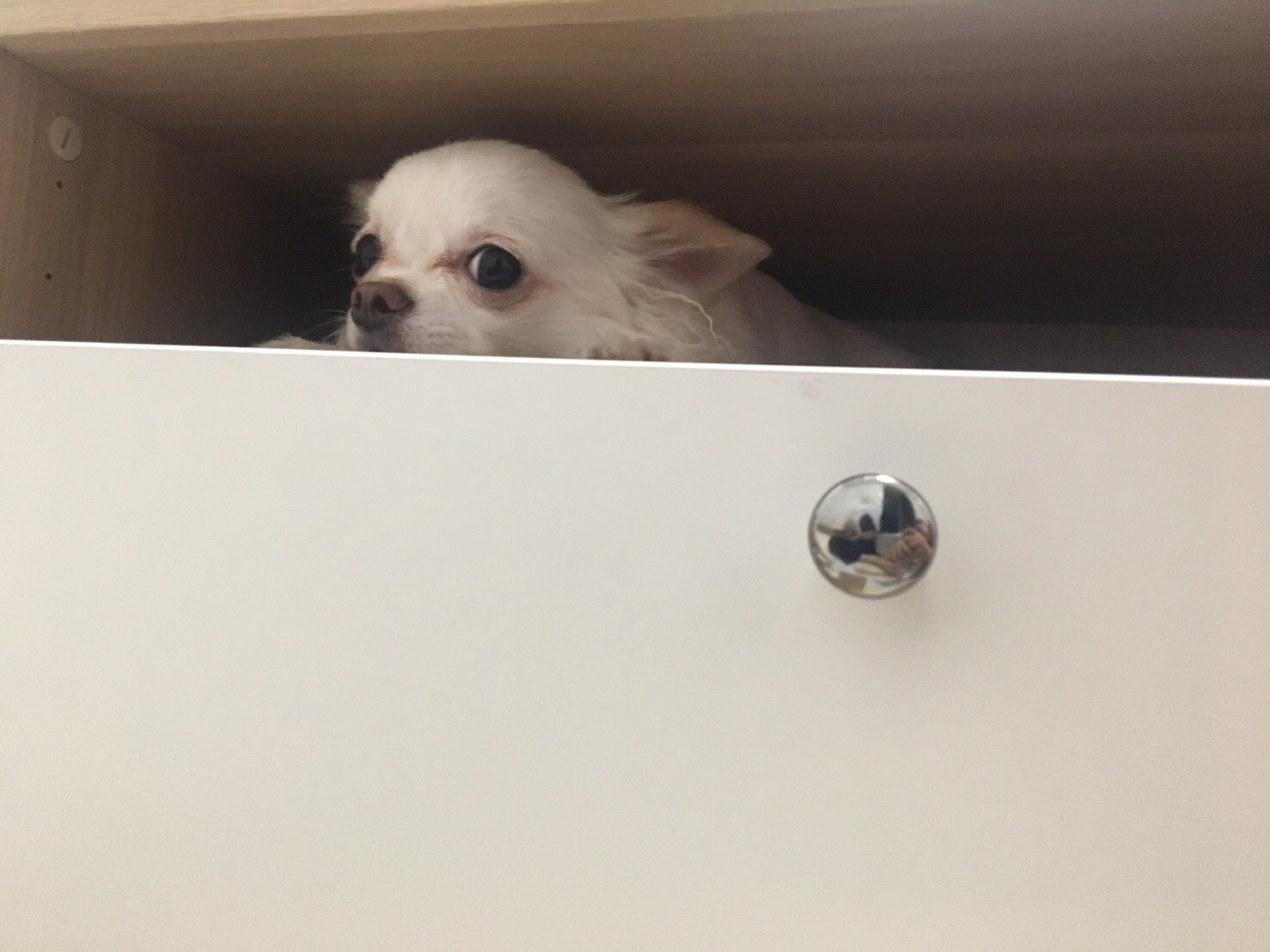 あさみん 小雪可愛いww 隙間犬 ˆoˆ チワワ 隙間犬 狭い所が好き T Co Mgwa9fjhly Twitter あさみん 小雪可愛いww 隙間犬 ˆoˆ チワワ 隙間犬 狭い所が好き T Co Mgwa9fjhly Twitter