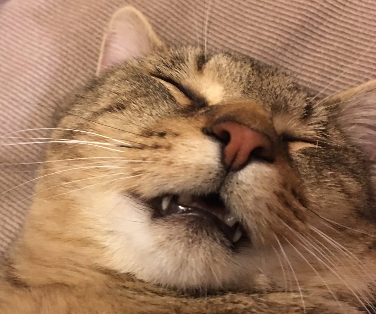 corndogthecat's tweet photo. @capstickqueer  https://t.co/xmspdzIDCr