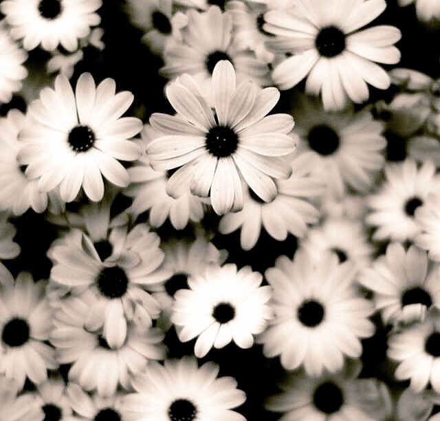 "Welcome to Storybrooke " 
-Literate. Descriptive. 
-Ships Chem: Swanqueen 
-WT: #MacaroonCake
     RT? Please And Thank you💜