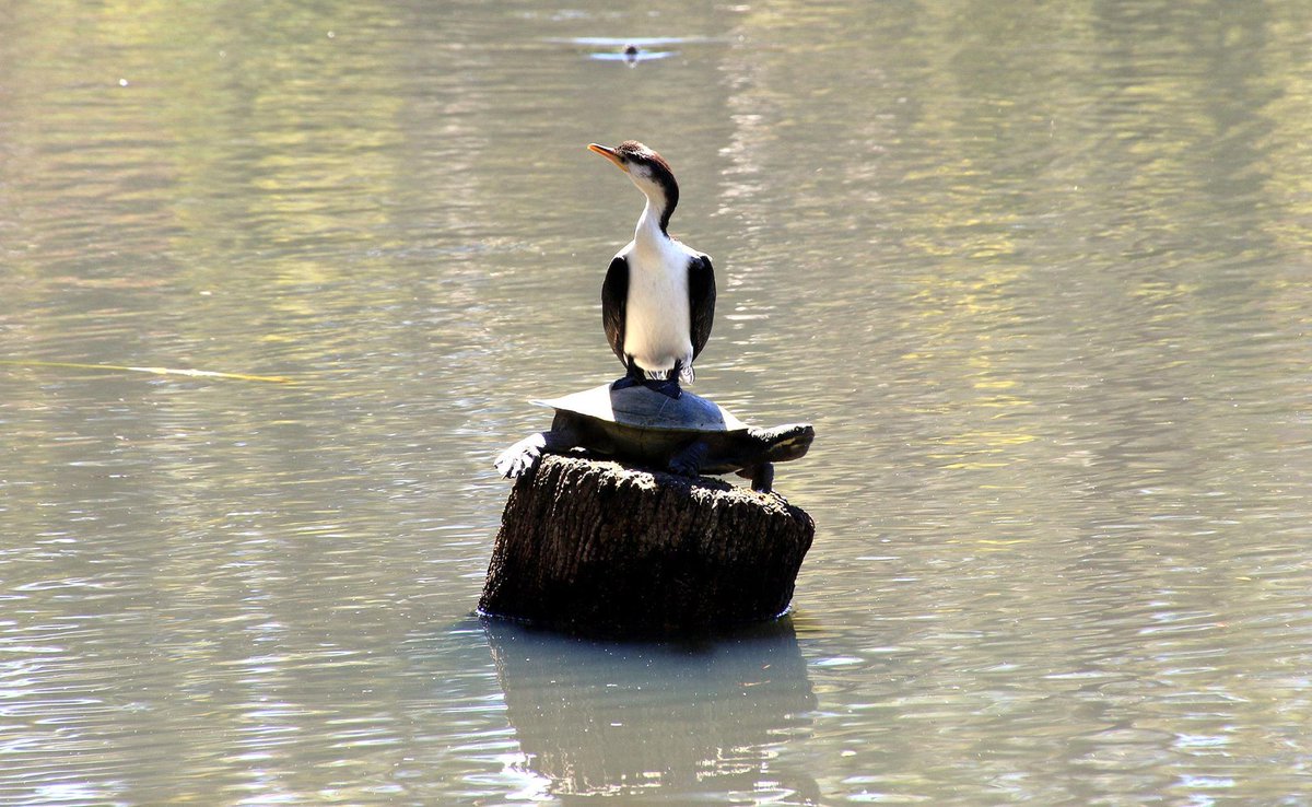 BotGardensSA's tweet photo. Someone forgot to tell this bird at #Wittunga Botanic Garden that it's #WorldTurtleDay! 🐢 More on WTD: https://t.co/GL2KVaKla5 📷 Fran West https://t.co/f8yjPREIu4