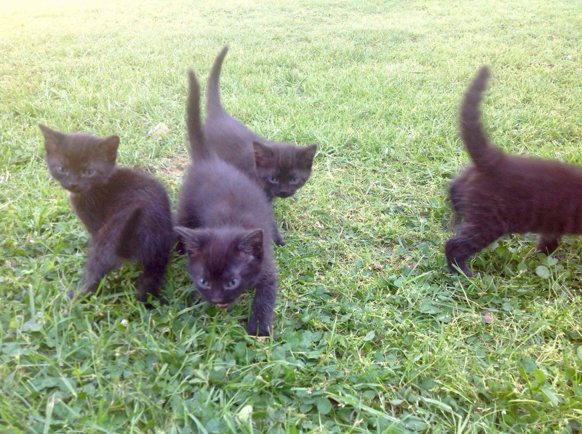 sam_dilliner's tweet photo. Friend is looking for homes for these QTs. 3 girls 1 boy. All are straight blck w/ blu eyes but one has a tiny white patch on its chest. https://t.co/4KSykmx98m