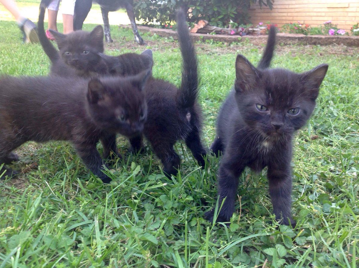 sam_dilliner's tweet photo. Friend is looking for homes for these QTs. 3 girls 1 boy. All are straight blck w/ blu eyes but one has a tiny white patch on its chest. https://t.co/4KSykmx98m