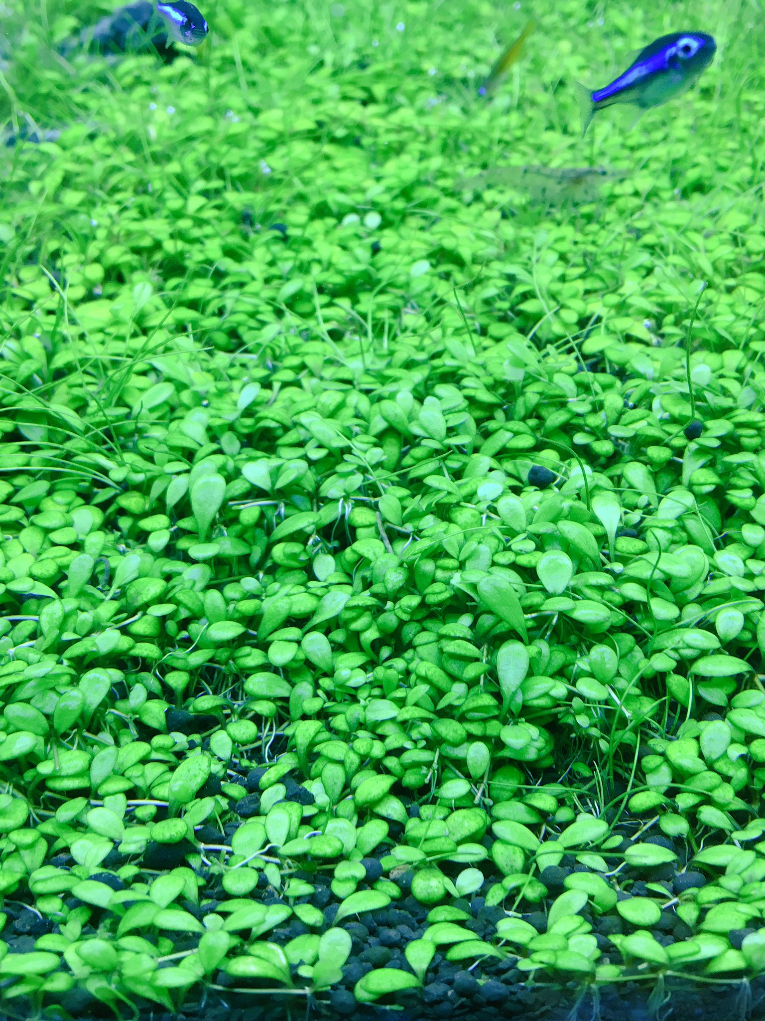 Twitter 上的 Aquarium Kind グロッソスティグマ エラチノイデス 通称グロッソ 這うタイプの前景草としては1番成長が早い人気水草ですが 育てるためには二酸化炭素の添加が必要で ない場合はかなり育成が難しくなります 店内の水槽では植えて1ヶ月半でここまで