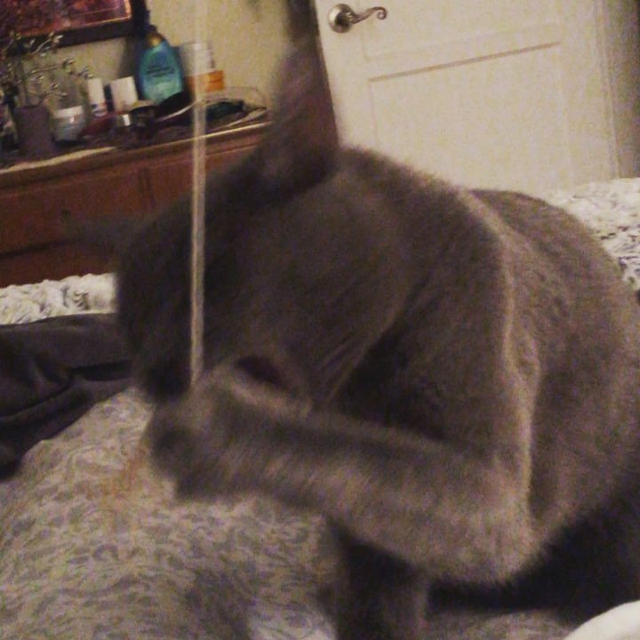 TheSamJClark's tweet photo. A vicious animal #boomerang #ballonastringonastick #russianblue #muppet #mickens https://t.co/BwiGMAO9QE https://t.co/ISGBkCbXOe