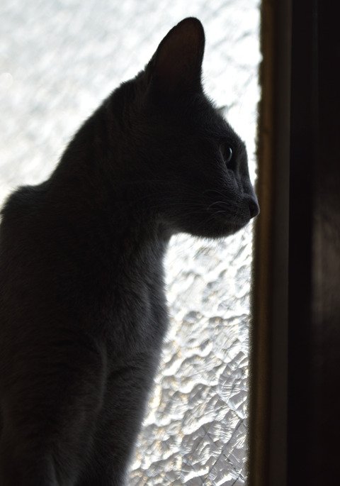 kousaki1112's tweet photo. A closeted maiden #猫 #ネコ #cats #猫好きさんと繋がりたい #ファインダー越しの私の世界 #photography #1日1ニャン #Russian_Blue https://t.co/RaQBkJiWP0 https://t.co/HtaIqREtbb