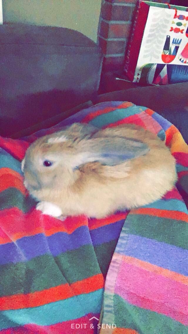 Timmyethering's tweet photo. RIP Mr. Bunny i'm gonna find that driver who hit you. You will be missed🙏🏼 https://t.co/5sJTAECoCB
