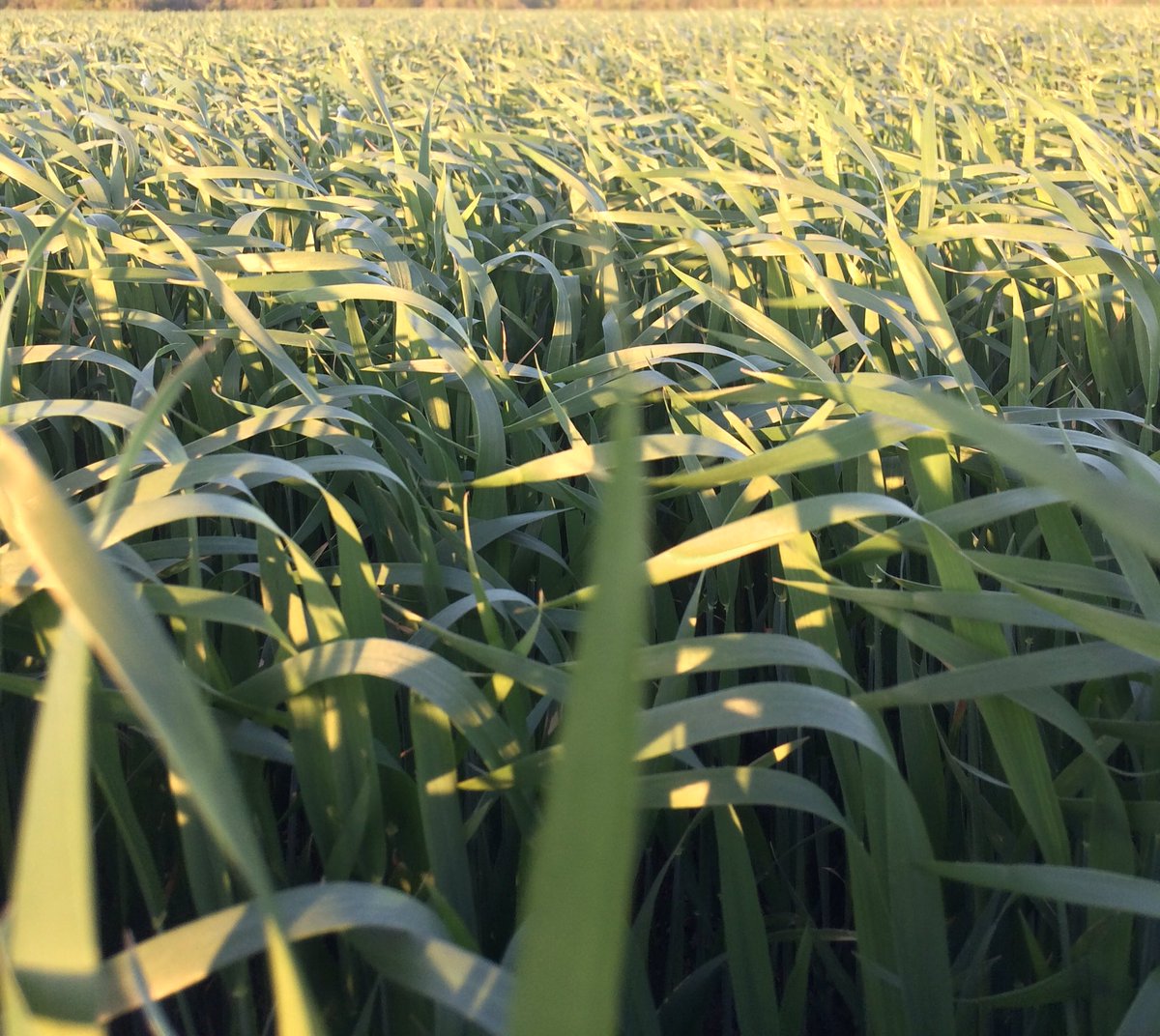 Alex Zelem (@alex_zelem) on Twitter photo Great night to scout some wheat with <a href="/loritaylor21/">Lori Zelem</a>, at boot stage, planted Oct 7 #wheat17 #ontag Great night to scout some wheat with <a href="/loritaylor21/">Lori Zelem</a>, at boot stage, planted Oct 7 #wheat17 #ontag