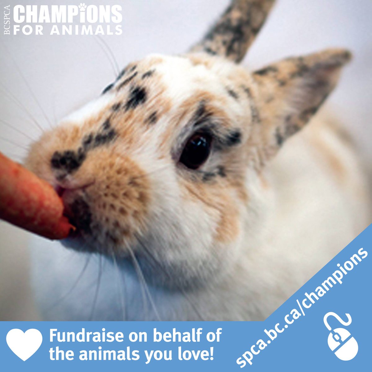 BC_SPCA's tweet photo. Want to fight animal cruelty for the animals in your life? Be a Champion for Animals &amp; hold a fundraiser! Register: https://t.co/b9gtSBEJZj https://t.co/5VJaIMhdEn
