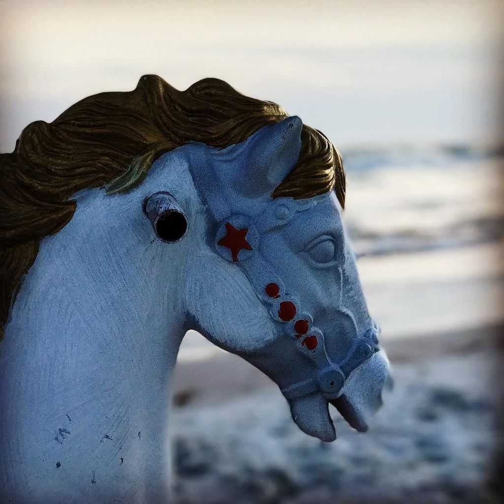 FrankMtzJr's tweet photo. Watching the sunset at the beach and we  came across this Sea Horse. #siestakeybeach #siestakey https://t.co/33fMJBLv31 https://t.co/hkJ9LPODFS