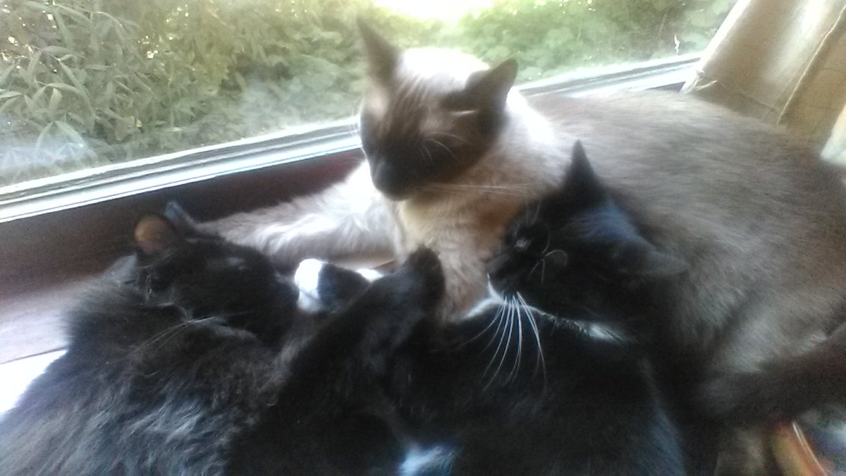OMG MY CATS ARE SO CUTE!!!💗💗😍😍