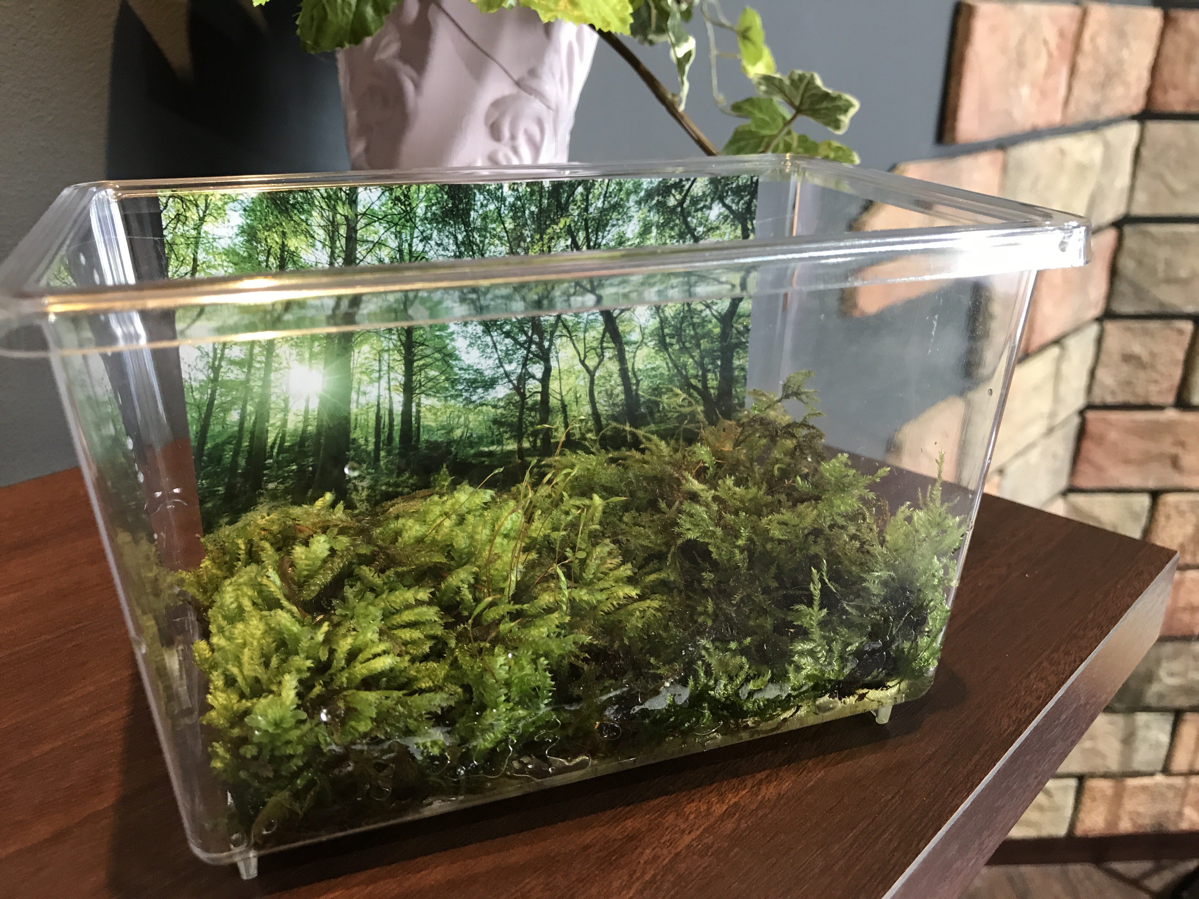 キャビネット Croak 世界の不思議なカエル 先日紹介したグッズ あまりにサンプルが可愛いので 東レプで本物のコケと 飼育ケースを用意してしまった 笑 関東近辺のカエルグッズ店さま 書店さま 今ならコレ持ってお伺いできます よろしくお願いします
