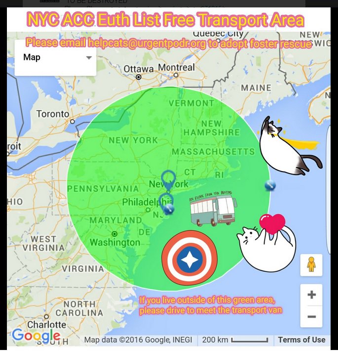 babymoppet52's tweet photo. Check #FreeTransportMap 4 #nycacc Euth Listed Pets. They have free delivery almost to Canada! Will meet you if out of area. #Rescue #Adopt https://t.co/BtCb7tHzFJ