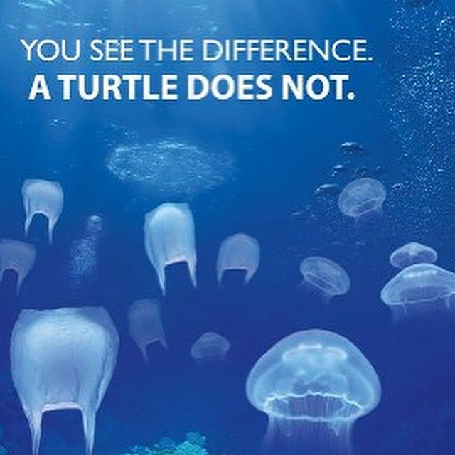 IWCouncil's tweet photo. #WorldTurtleDay 2DAY #InnerWestCouncil says #BanTheBag #NoMoreExcuses @GladysB @MarkMcGowanMP @DanielAndrewsMP @GreenpeaceAP @WWF_Australia https://t.co/Jv7jVDn1ir