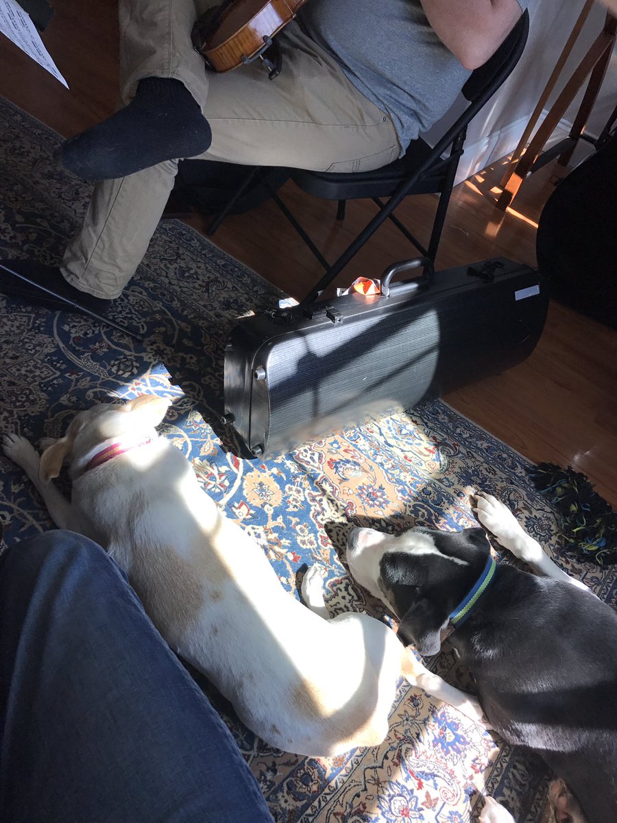 altiusquartet's tweet photo. A very uninterested audience for this morning's rehearsal... Hopefully not foreshadowing our next performance. #dogsoftwitter #musicdogs https://t.co/Ux0LGPIRl5
