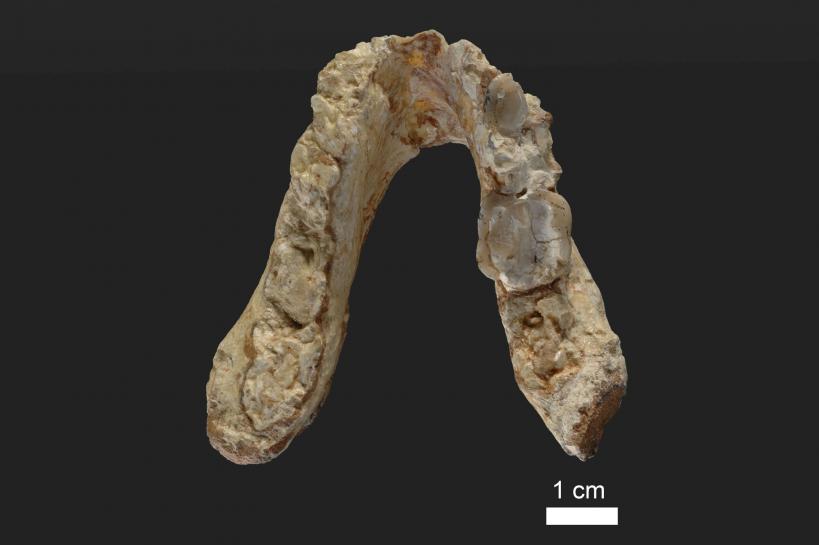 Reuters's tweet photo. Fossils cast doubt on human lineage originating in Africa https://t.co/PM5JSe7MbP https://t.co/dCV3qTUvjb