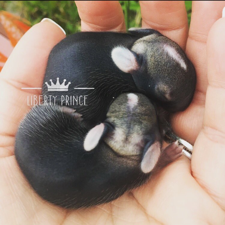 MizLiberty's tweet photo. Day 2 05.22.2017: they are growing hair! #HareProbs #HareySituation #BabyBunnyChronicles
#BabyRabbits #BabyBunnies #wildHare #WildHareLife https://t.co/rEeNLx1YUX