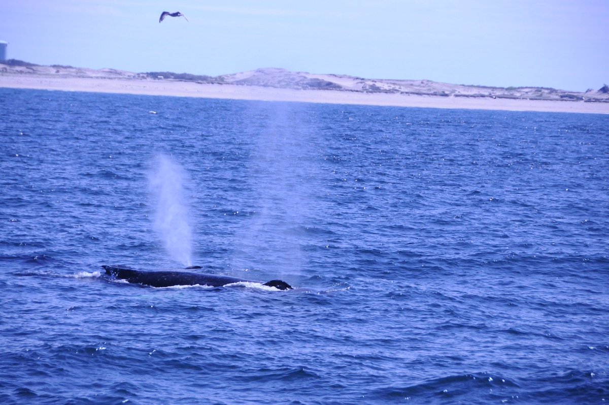 HPRwildcats's tweet photo. Whale Watch Trip! @JonTallamy @AmyLibrizzi @HighPointSTEM @SeamusWCampbell @SRipley2 #biology #whale #wildcatlearning https://t.co/PAPM5xZqjF