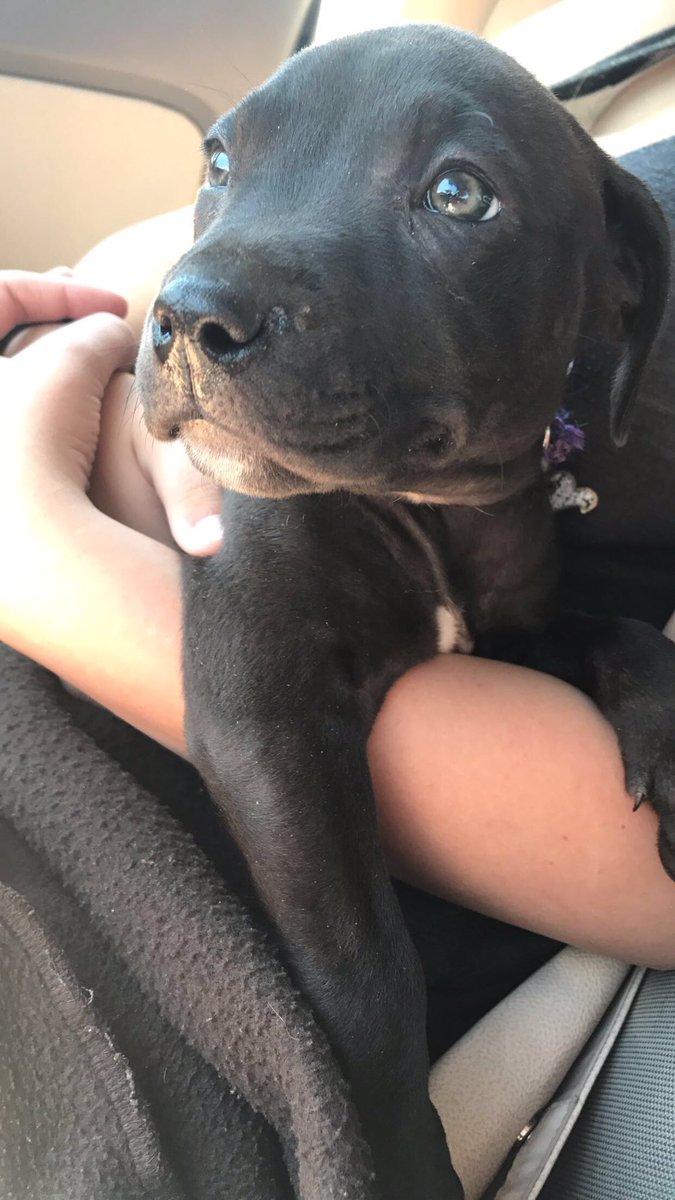 kaylalouise_86's tweet photo. Everyone meet Koda King! 💞 #firstfamilydog #firstofmany #dogpeople #sopretty #kodaking https://t.co/G68qTSjt4c