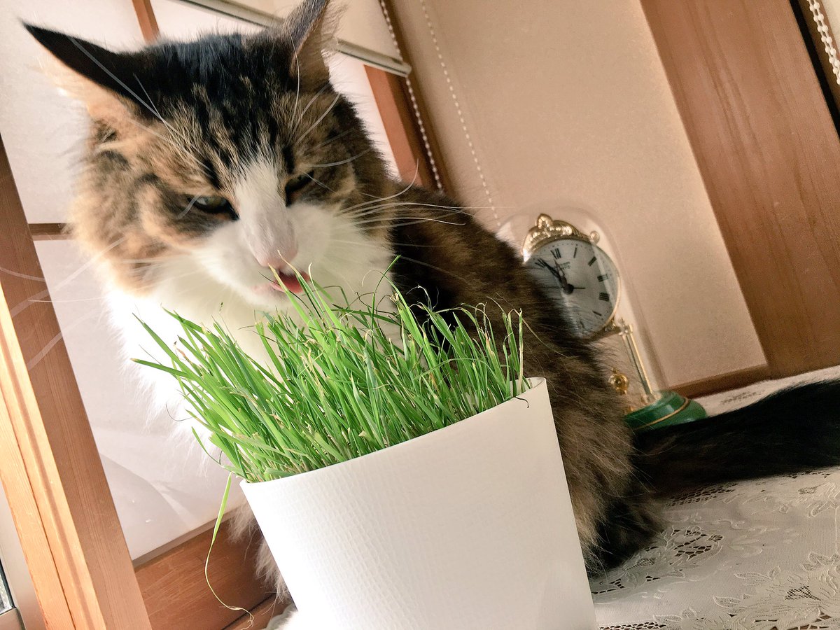 ダイソーの猫草の種