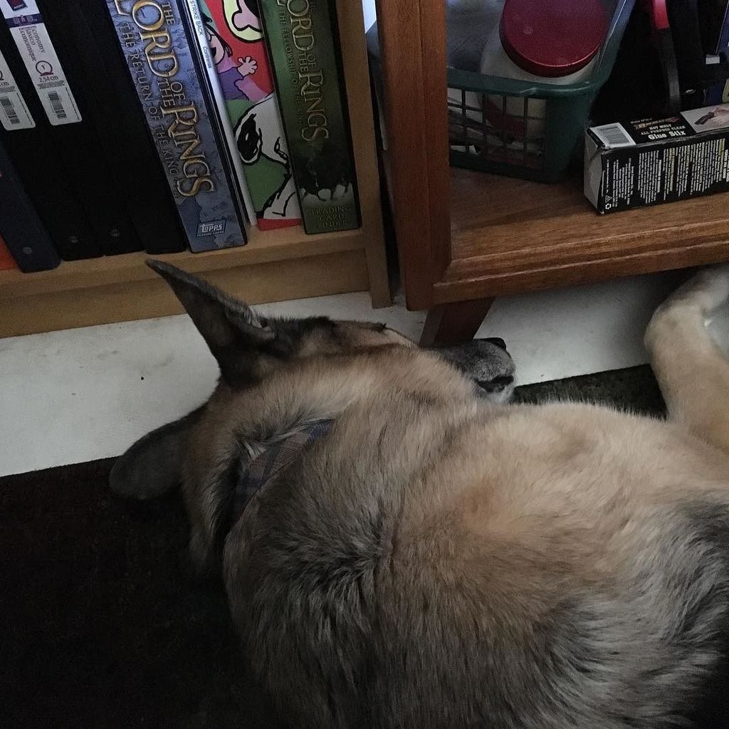 mamatufy's tweet photo. This is comfortable 🐺😑 #dailyjack #hermitsofinstagram #hermitsinforthenight #mabenfun #hermitscove #hermitsrest #h… https://t.co/FlI7tTeqEa https://t.co/xzf5NB6V5f